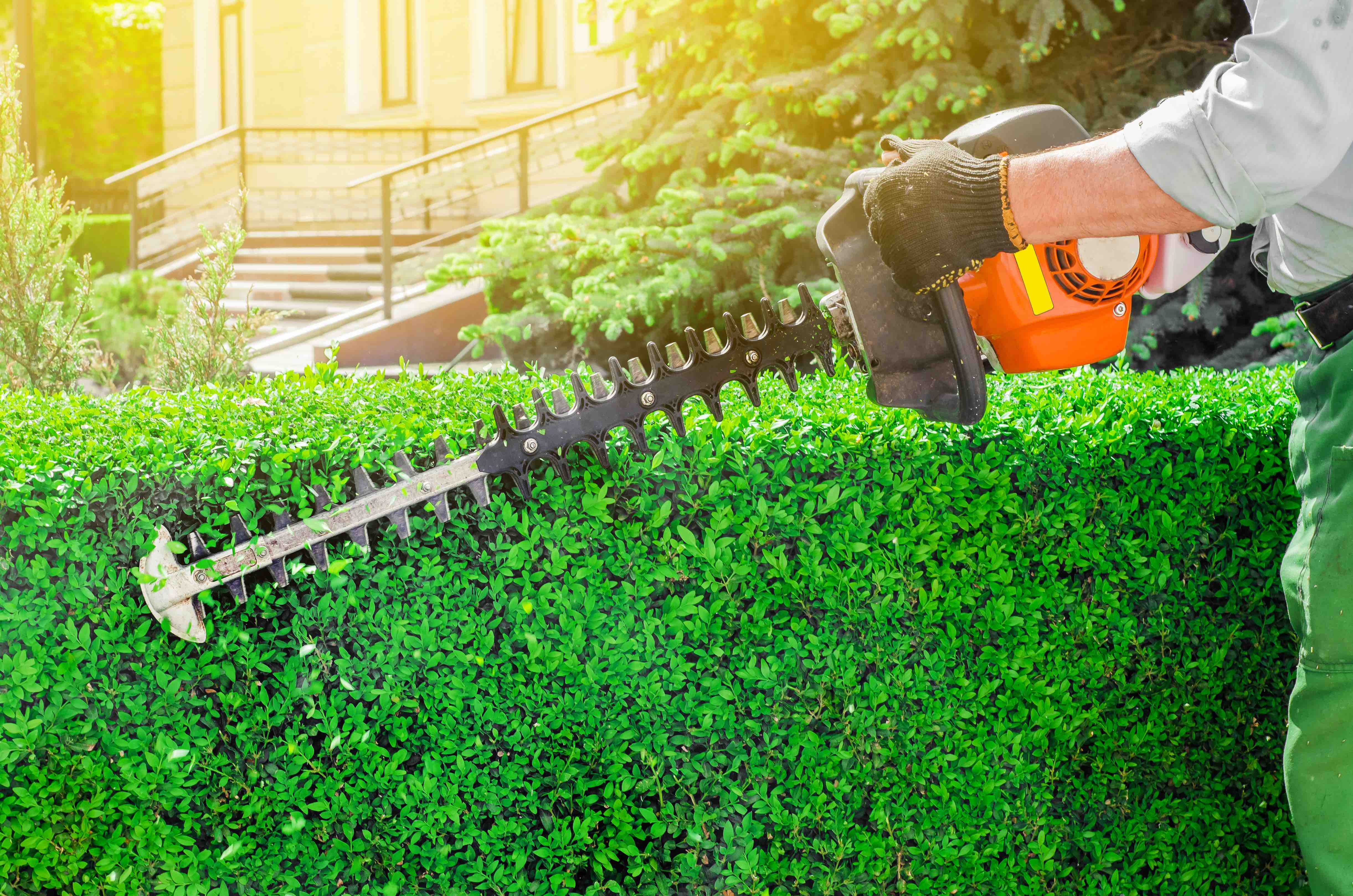 Beautiful landscaping and lawn maintenance - hedge trimming bushes